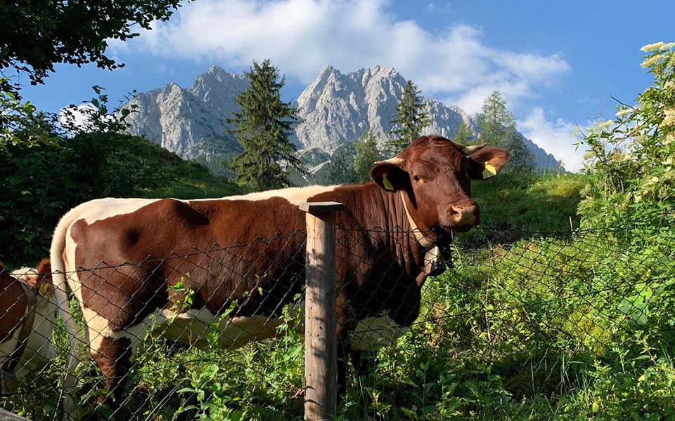 Ausblick auf Wettersteinmassiv mit Kuh